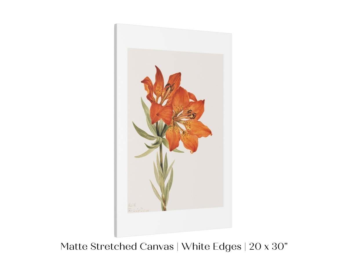 Lily Illustration | P88 - Single Art Prints - Piccolo Fiore Prints
