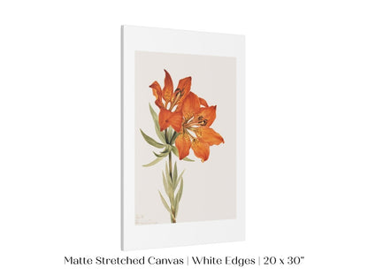 Lily Illustration | P88 - Single Art Prints - Piccolo Fiore Prints