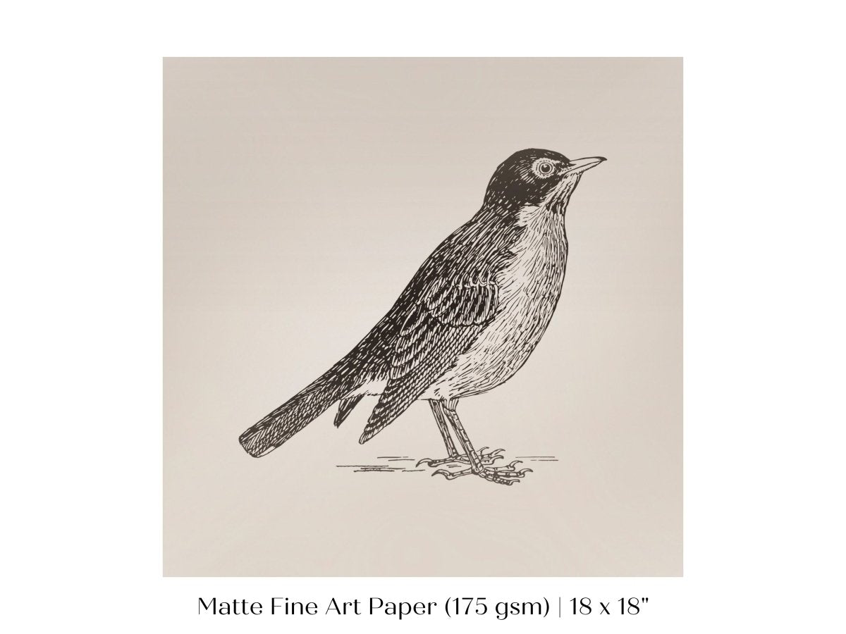 Little Robin | P387 - Single Square Art Prints - Piccolo Fiore Prints