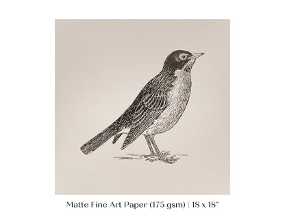 Little Robin | P387 - Single Square Art Prints - Piccolo Fiore Prints