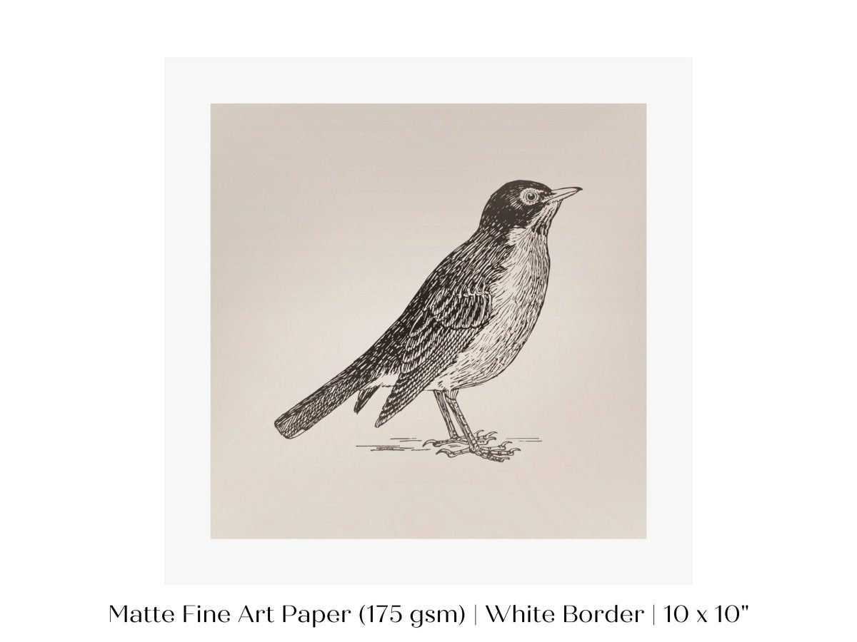 Little Robin | P387 - Single Square Art Prints - Piccolo Fiore Prints