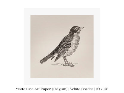 Little Robin | P387 - Single Square Art Prints - Piccolo Fiore Prints