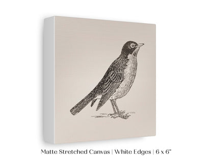 Little Robin | P387 - Single Square Art Prints - Piccolo Fiore Prints