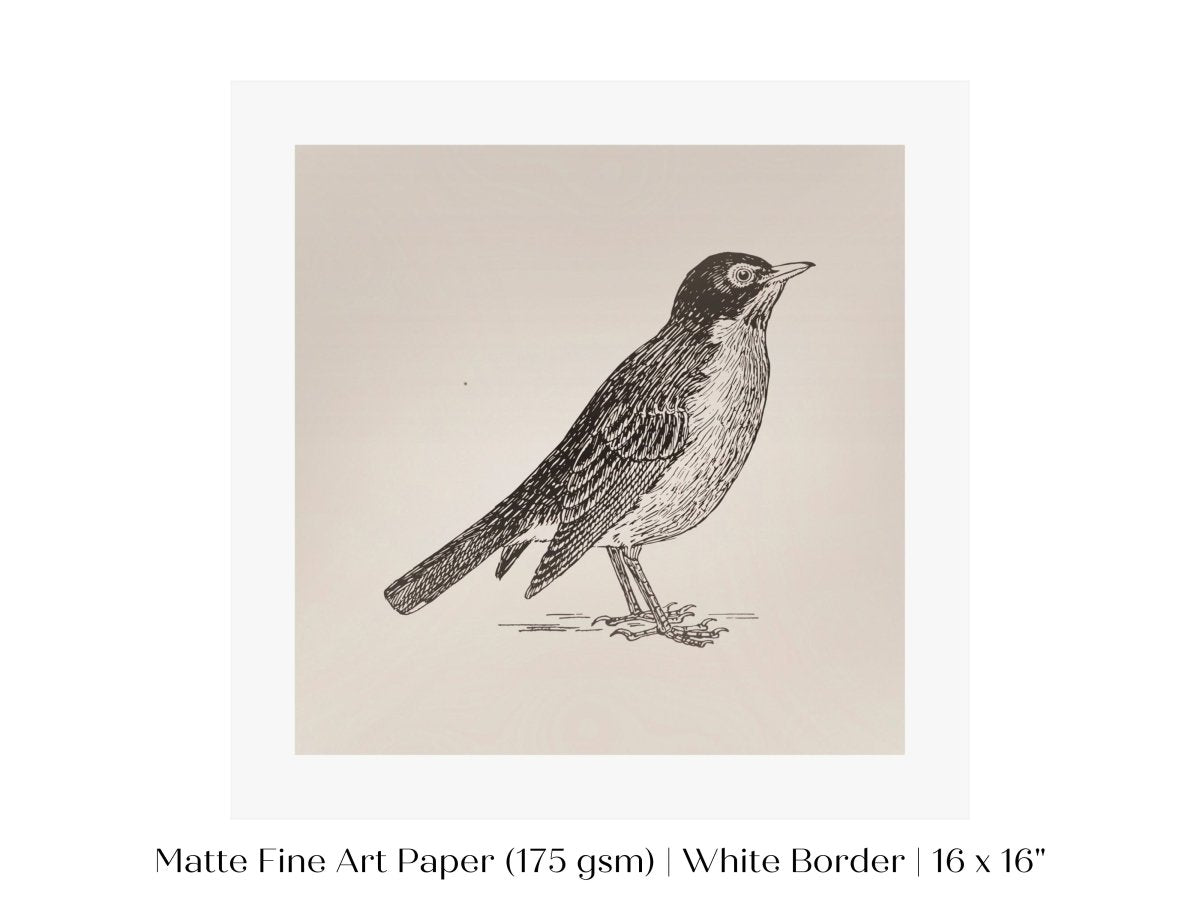 Little Robin | P387 - Single Square Art Prints - Piccolo Fiore Prints