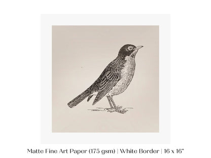 Little Robin | P387 - Single Square Art Prints - Piccolo Fiore Prints