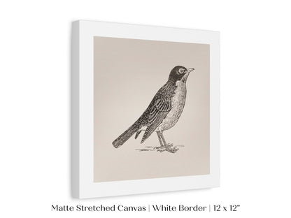Little Robin | P387 - Single Square Art Prints - Piccolo Fiore Prints