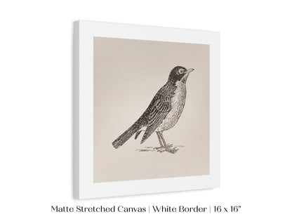 Little Robin | P387 - Single Square Art Prints - Piccolo Fiore Prints