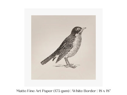 Little Robin | P387 - Single Square Art Prints - Piccolo Fiore Prints