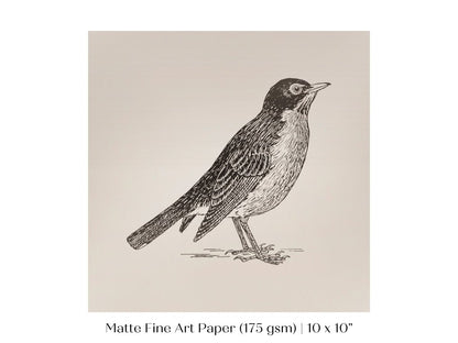 Little Robin | P387 - Single Square Art Prints - Piccolo Fiore Prints