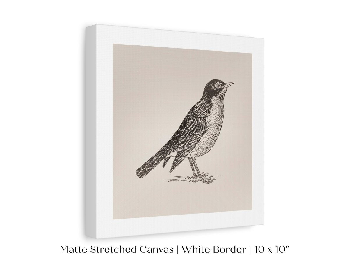 Little Robin | P387 - Single Square Art Prints - Piccolo Fiore Prints
