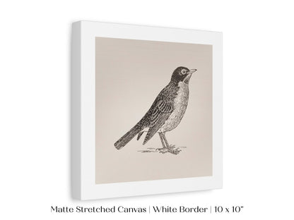 Little Robin | P387 - Single Square Art Prints - Piccolo Fiore Prints