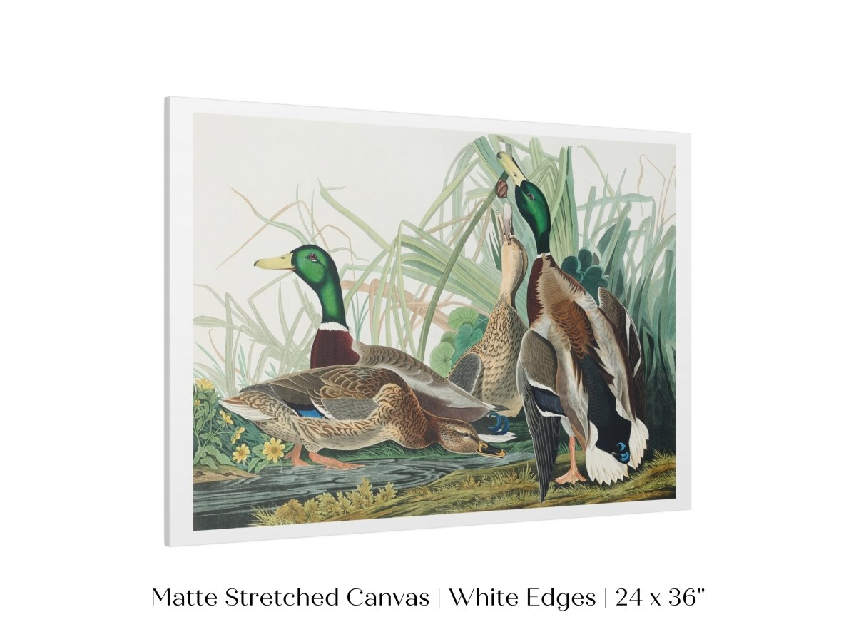 Mallard Ducks Illustration | P402 - Single Art Prints - Piccolo Fiore Prints