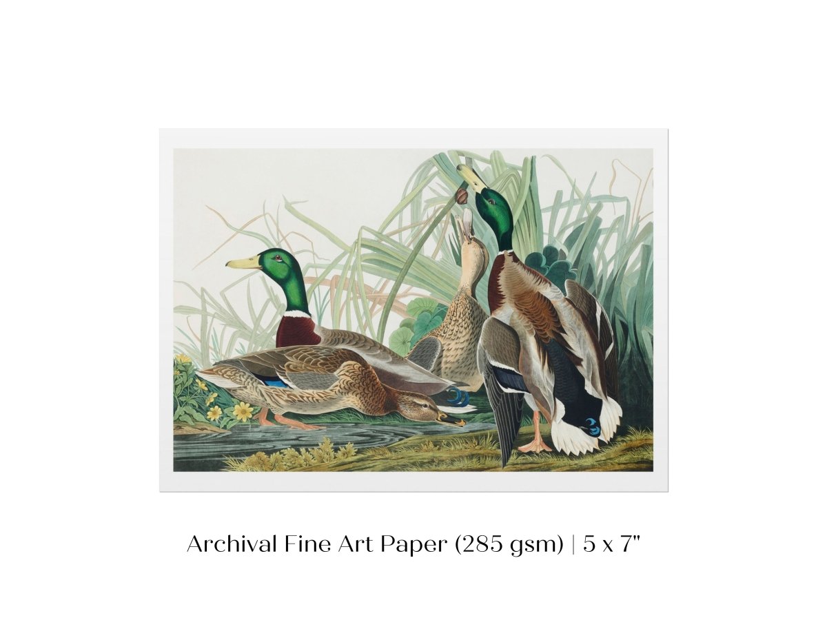 Mallard Ducks Illustration | P402 - Single Art Prints - Piccolo Fiore Prints