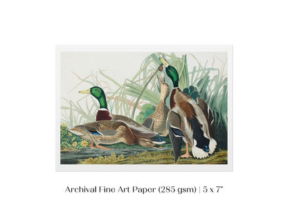 Mallard Ducks Illustration | P402 - Single Art Prints - Piccolo Fiore Prints