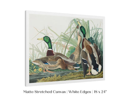 Mallard Ducks Illustration | P402 - Single Art Prints - Piccolo Fiore Prints