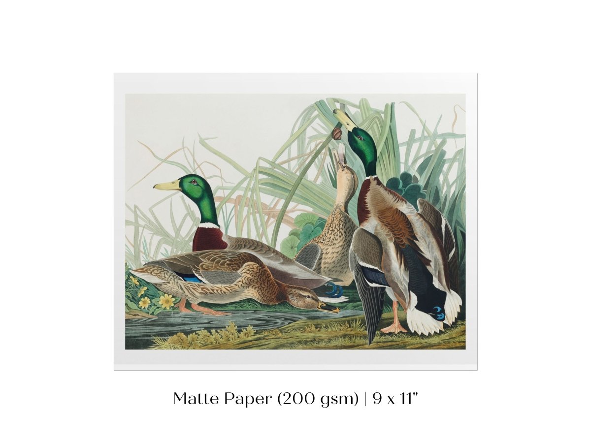 Mallard Ducks Illustration | P402 - Single Art Prints - Piccolo Fiore Prints