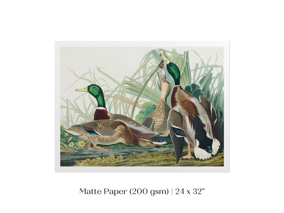 Mallard Ducks Illustration | P402 - Single Art Prints - Piccolo Fiore Prints