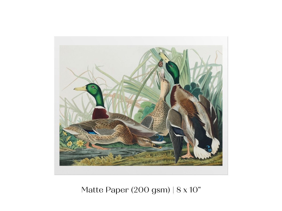 Mallard Ducks Illustration | P402 - Single Art Prints - Piccolo Fiore Prints