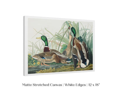 Mallard Ducks Illustration | P402 - Single Art Prints - Piccolo Fiore Prints