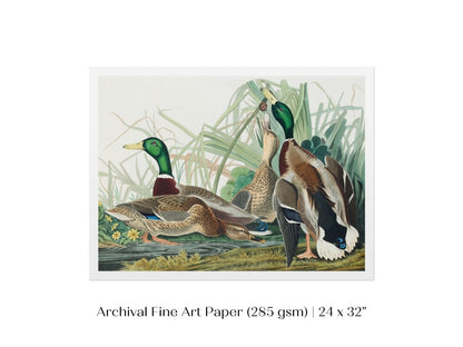 Mallard Ducks Illustration | P402 - Single Art Prints - Piccolo Fiore Prints