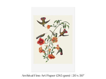 Mango Hummingbird Illustration | P258 - Single Art Prints - Piccolo Fiore Prints
