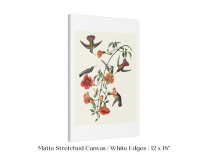 Mango Hummingbird Illustration | P258 - Single Art Prints - Piccolo Fiore Prints