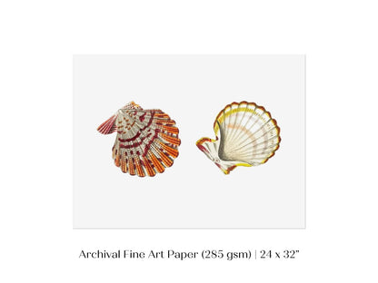 Mantle Scallop Shell Illustration | P76 - Single Art Prints - Piccolo Fiore Prints