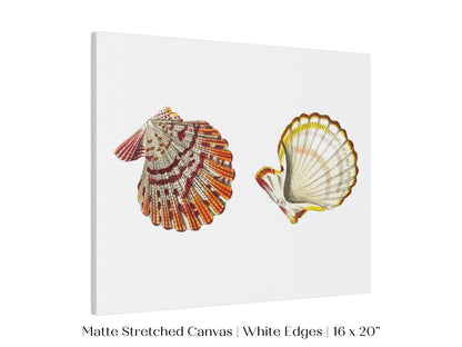 Mantle Scallop Shell Illustration | P76 - Single Art Prints - Piccolo Fiore Prints