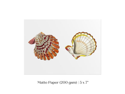 Mantle Scallop Shell Illustration | P76 - Single Art Prints - Piccolo Fiore Prints
