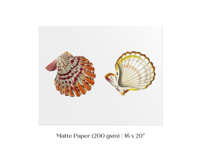 Mantle Scallop Shell Illustration | P76 - Single Art Prints - Piccolo Fiore Prints
