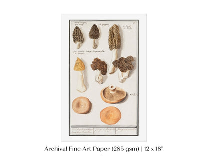 Morchella | P249 - Single Art Prints - Piccolo Fiore Prints
