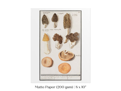 Morchella | P249 - Single Art Prints - Piccolo Fiore Prints