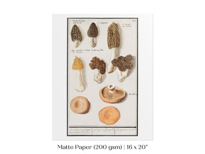 Morchella | P249 - Single Art Prints - Piccolo Fiore Prints