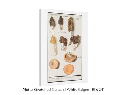Morchella | P249 - Single Art Prints - Piccolo Fiore Prints