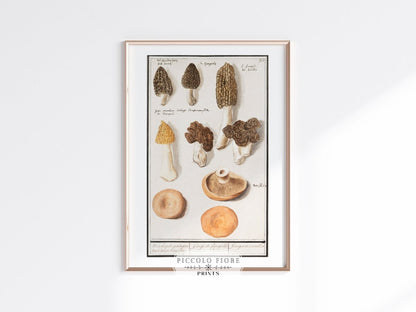 Morchella | P249 - Single Art Prints - Piccolo Fiore Prints