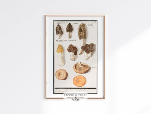 Morchella | P249 - Single Art Prints - Piccolo Fiore Prints