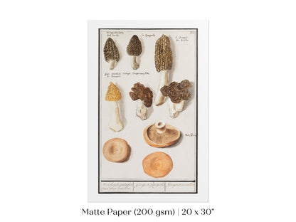 Morchella | P249 - Single Art Prints - Piccolo Fiore Prints