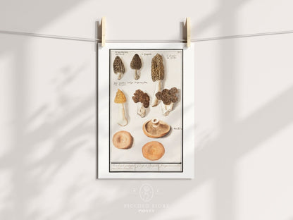 Morchella | P249 - Single Art Prints - Piccolo Fiore Prints