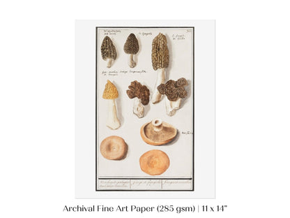 Morchella | P249 - Single Art Prints - Piccolo Fiore Prints