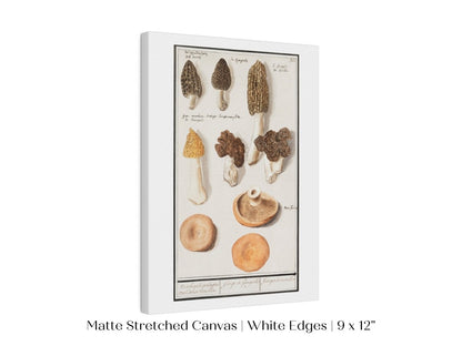 Morchella | P249 - Single Art Prints - Piccolo Fiore Prints