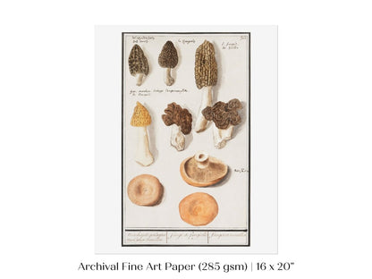 Morchella | P249 - Single Art Prints - Piccolo Fiore Prints