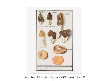 Morchella | P249 - Single Art Prints - Piccolo Fiore Prints
