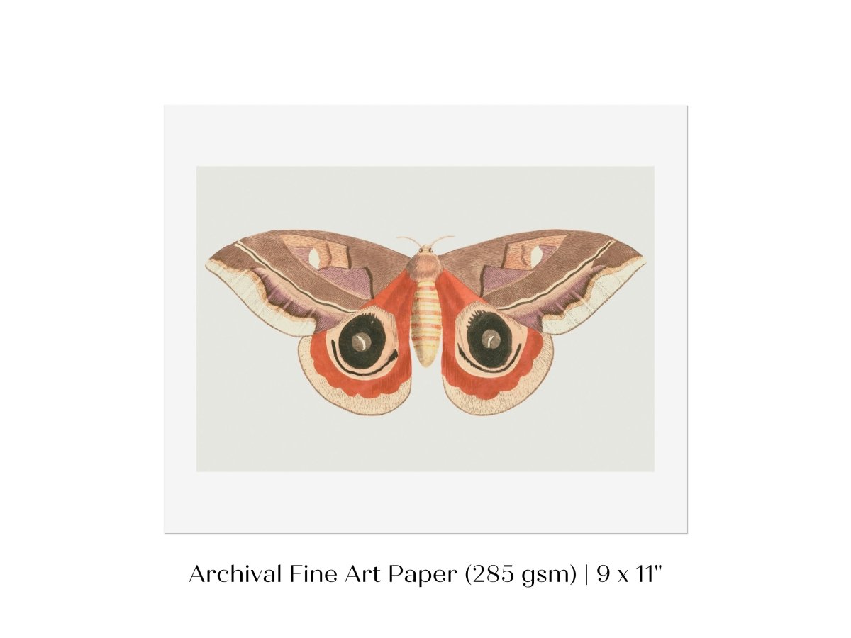 Moth Illustration | P80 - Single Art Prints - Piccolo Fiore Prints