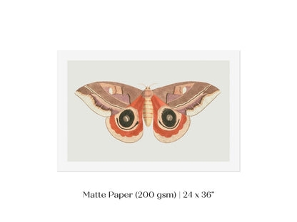 Moth Illustration | P80 - Single Art Prints - Piccolo Fiore Prints