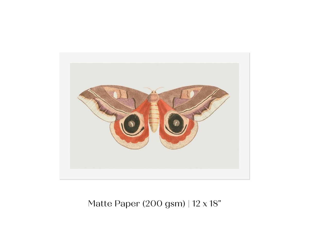 Moth Illustration | P80 - Single Art Prints - Piccolo Fiore Prints
