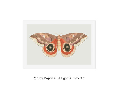 Moth Illustration | P80 - Single Art Prints - Piccolo Fiore Prints