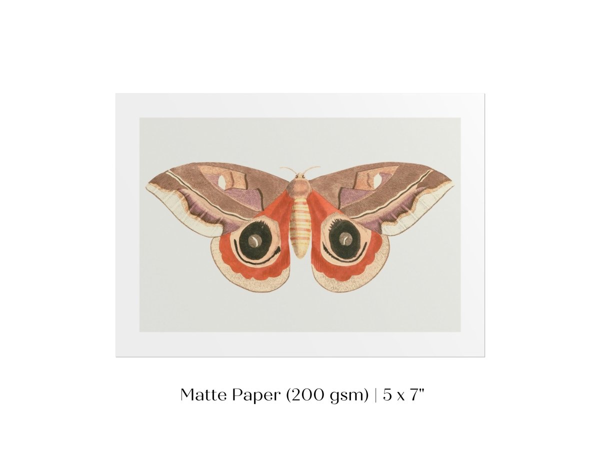 Moth Illustration | P80 - Single Art Prints - Piccolo Fiore Prints