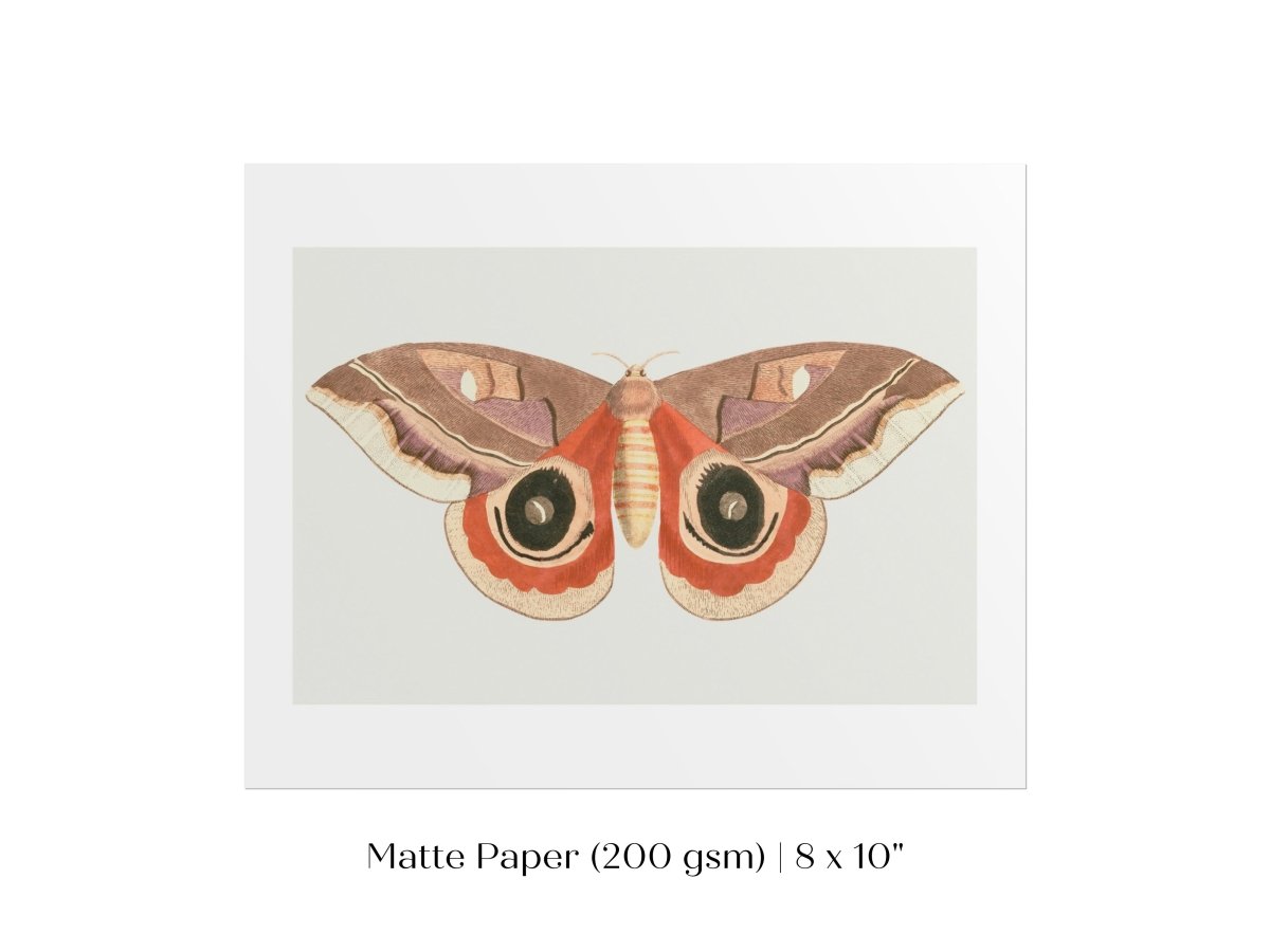 Moth Illustration | P80 - Single Art Prints - Piccolo Fiore Prints