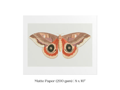 Moth Illustration | P80 - Single Art Prints - Piccolo Fiore Prints