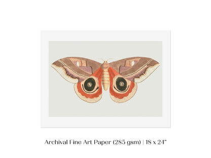 Moth Illustration | P80 - Single Art Prints - Piccolo Fiore Prints
